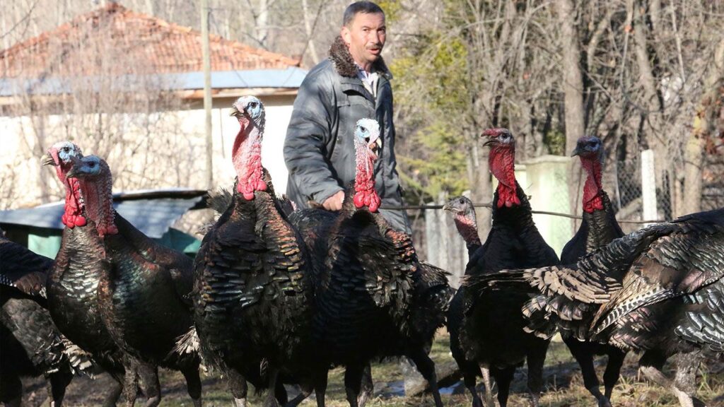 HİNDİLER YILBAŞINA HAZIR HİNDİLER YILBAŞINA HAZIR