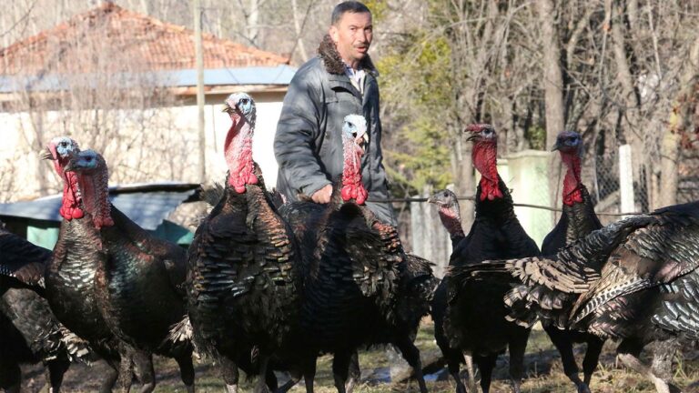HİNDİLER YILBAŞINA HAZIR