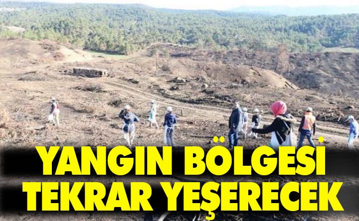 YANGIN BÖLGESİ TEKRAR YEŞERECEK