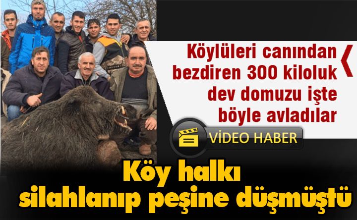 Avcılar 300 kiloluk domuz vurdu