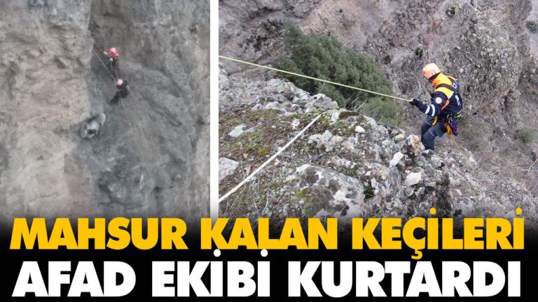 MAHSUR KALAN KEÇİLERİ AFAD EKİBİ KURTARDI