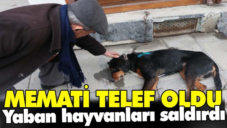 Yaban hayvanları saldırdı
