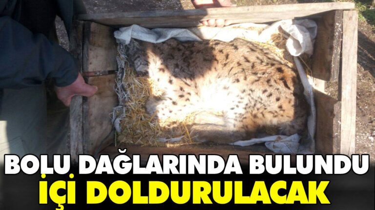 Bolu dağlarında Vaşak