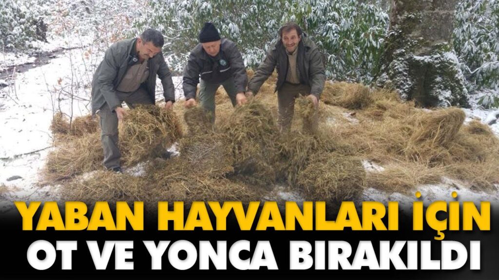 YABAN HAYVANLARI İÇİN OT VE YONCA BIRAKILDI