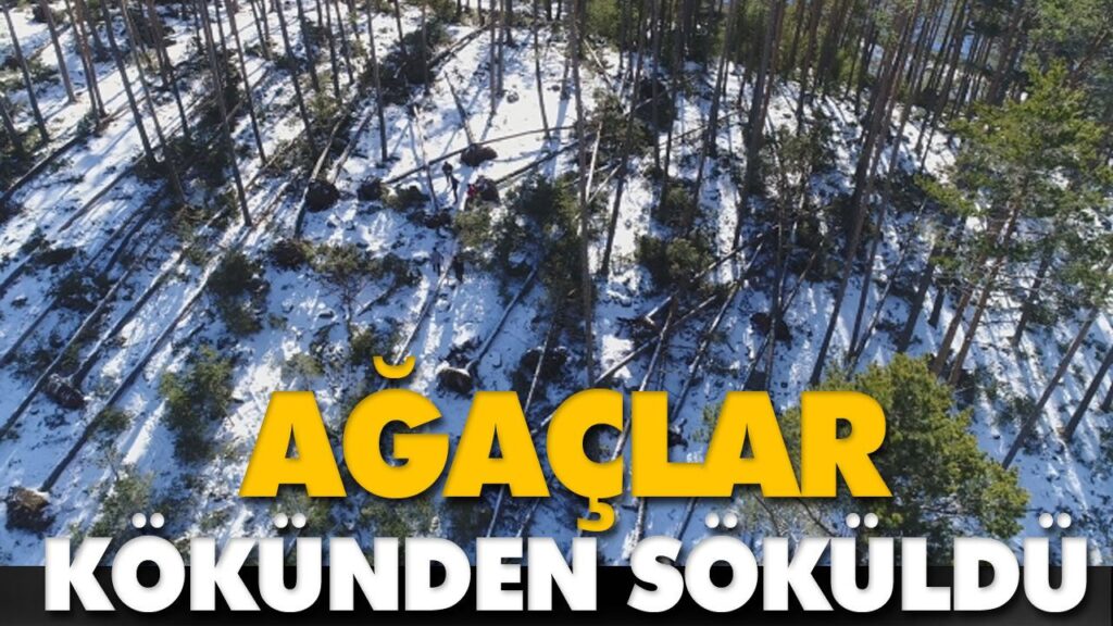 RÜZGAR AĞAÇLARI DEVİRDİ