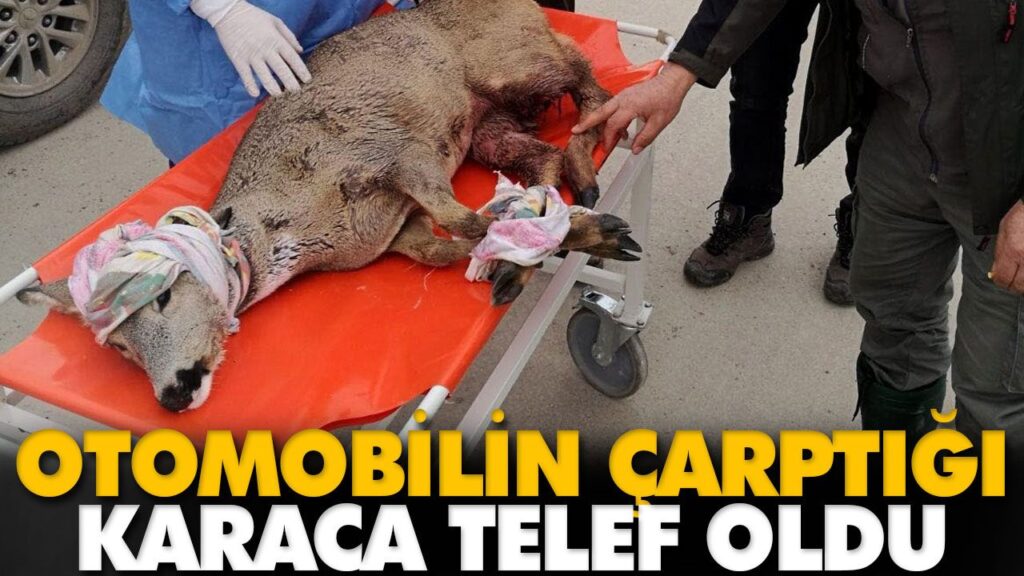 OTOMOBİLİN ÇARPTIĞI KARACA TELEF OLDU OTOMOBİLİN ÇARPTIĞI KARACA TELEF OLDU
