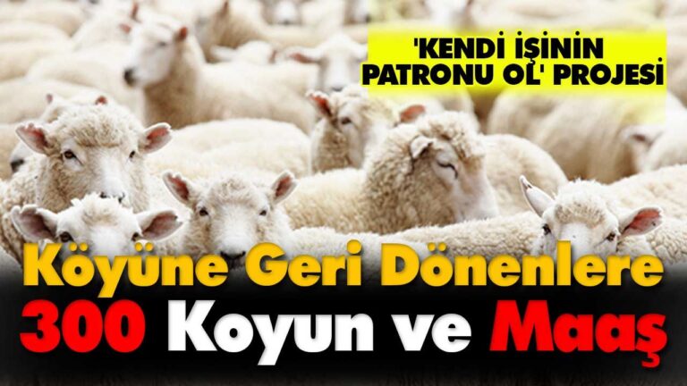 300 KOYUN + ASGARİ ÜCRET