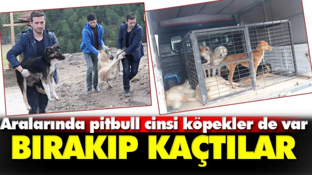 KÖPEKLERİ BIRAKIP KAÇTILAR KÖPEKLERİ BIRAKIP KAÇTILAR