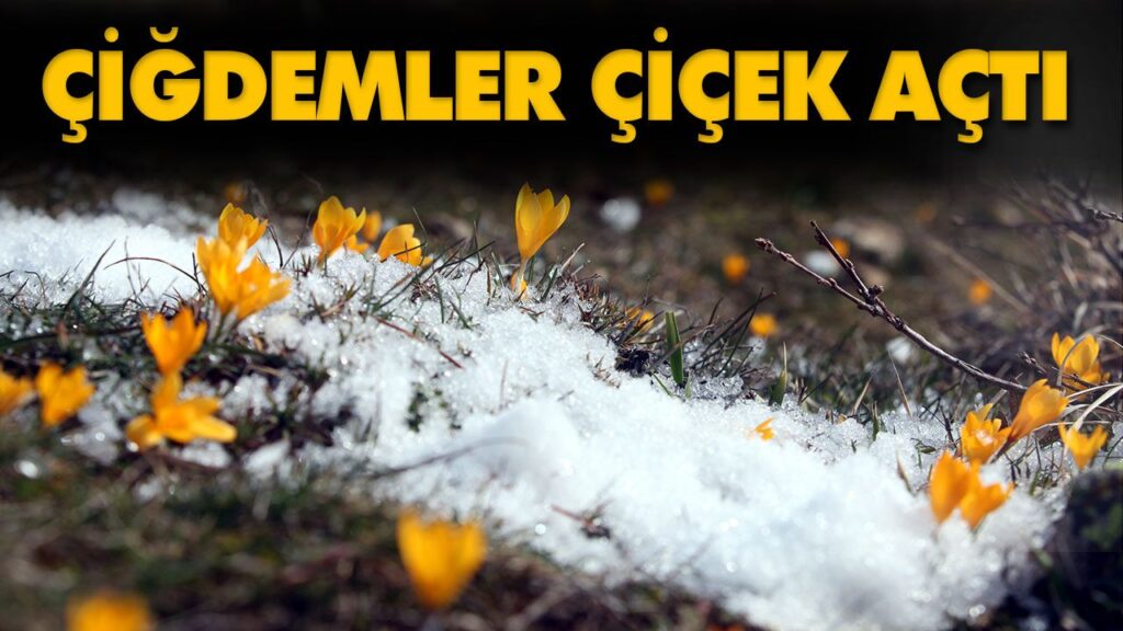 ÇİĞDEMLER ÇİÇEK AÇTI
