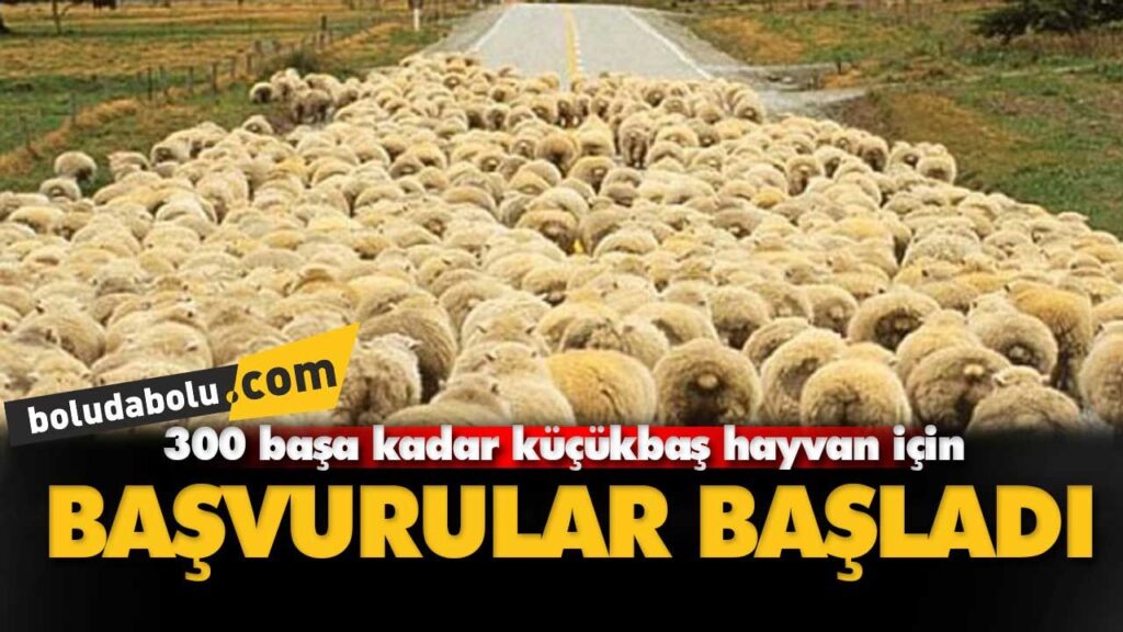 300 Koyun projesi başladı 300 Koyun projesi başladı