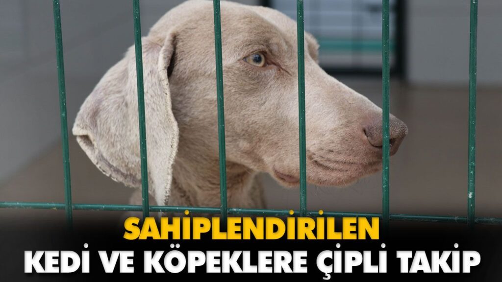 SAHİPLENDİRİLEN KEDİ VE KÖPEKLERE ÇİPLİ TAKİP SAHİPLENDİRİLEN KEDİ VE KÖPEKLERE ÇİPLİ TAKİP