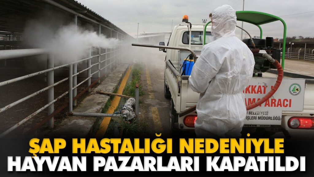 ŞAP HASTALIĞI NEDENİYLE HAYVAN PAZARLARI KAPATILDI ŞAP HASTALIĞI NEDENİYLE HAYVAN PAZARLARI KAPATILDI