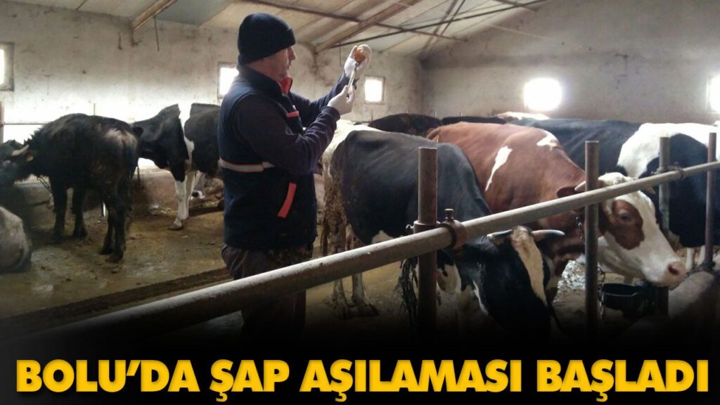 BOLU’DA ŞAP AŞILAMASI BAŞLADI BOLU’DA ŞAP AŞILAMASI BAŞLADI