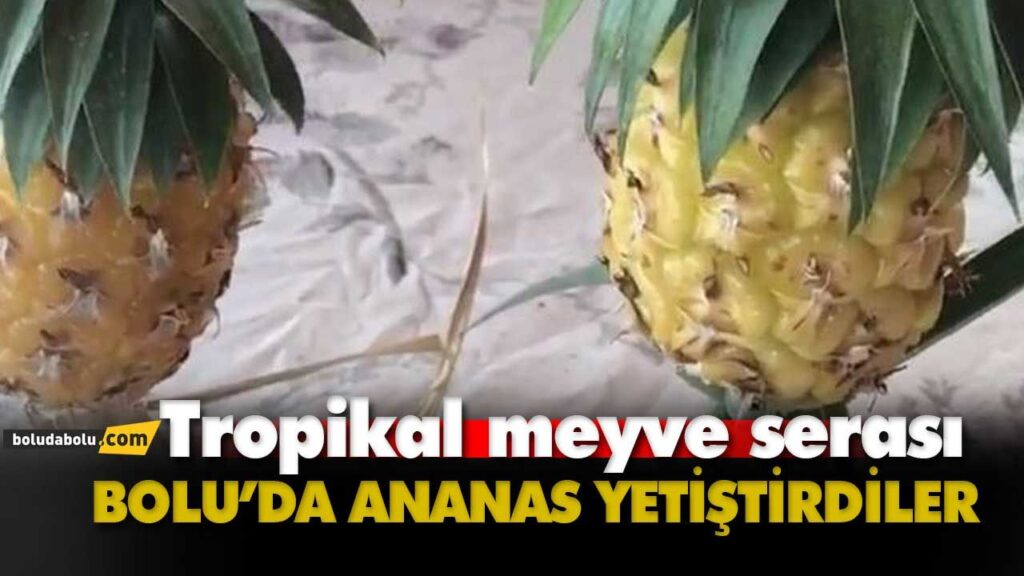 BOLU’DA ANANAS YETİŞTİ BOLU’DA ANANAS YETİŞTİ