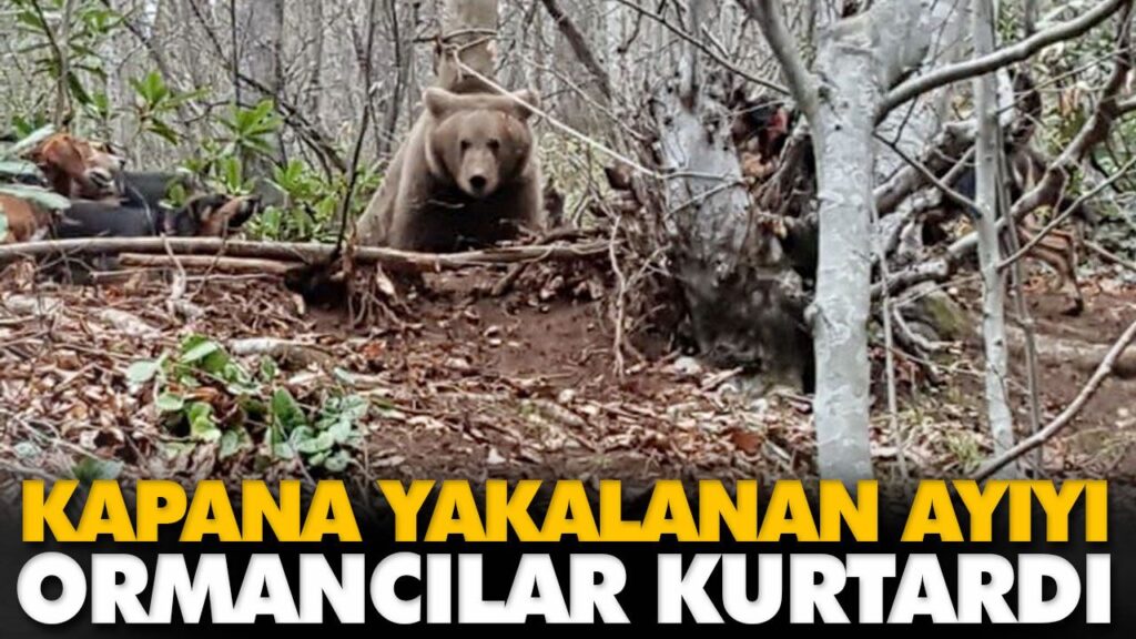 KAPANA YAKALANAN AYIYI ORMANCILAR KURTARDI KAPANA YAKALANAN AYIYI ORMANCILAR KURTARDI