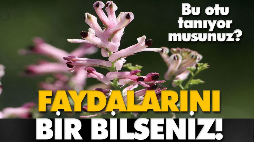 KARACİĞER DOSTU; ŞAHTERE OTU KARACİĞER DOSTU; ŞAHTERE OTU
