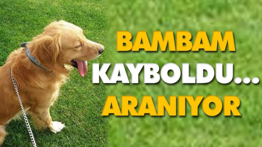KAYBOLDU… ARANIYOR