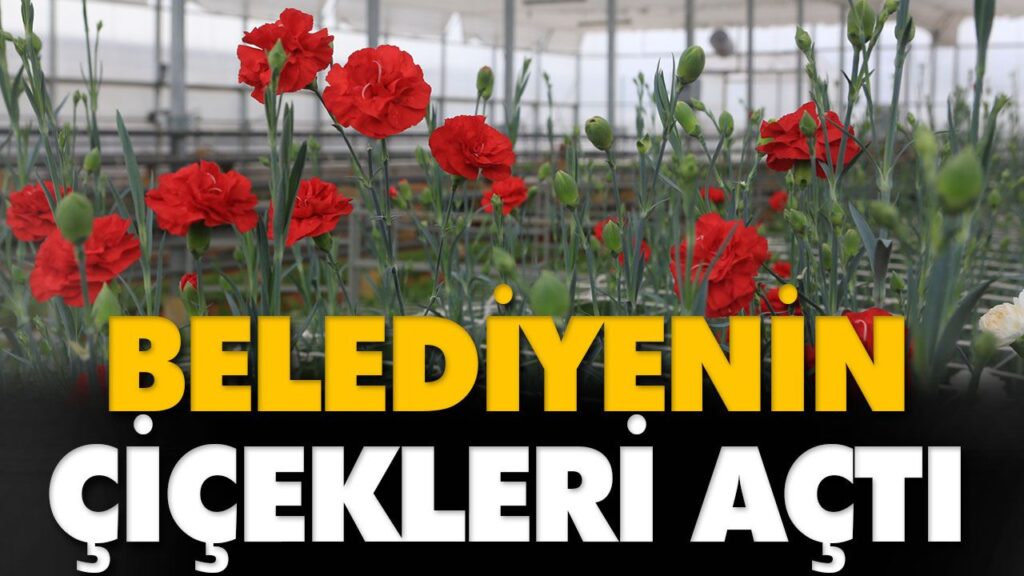 BELEDİYENİN ÇİÇEKLERİ AÇTI BELEDİYENİN ÇİÇEKLERİ AÇTI