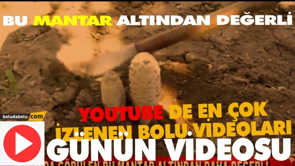 BU MANTAR ALTINDAN DEĞERLİ BU MANTAR ALTINDAN DEĞERLİ