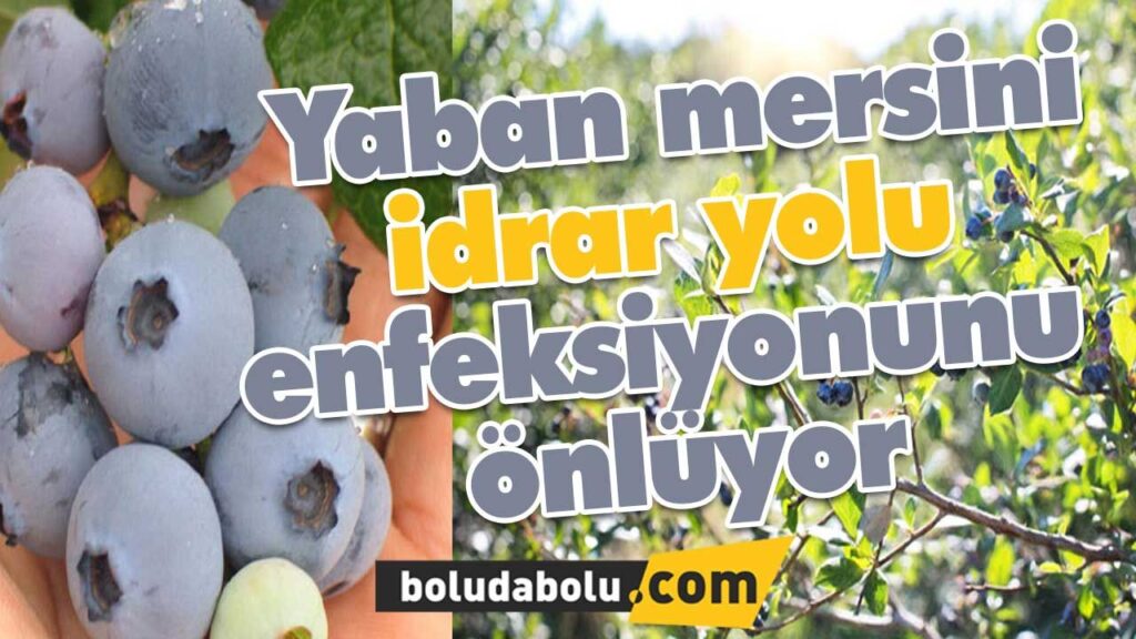 Yaban mersini idrar yolu enfeksiyonunu önlüyor Yaban mersini idrar yolu enfeksiyonunu önlüyor