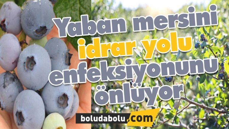 Yaban mersini idrar yolu enfeksiyonunu önlüyor