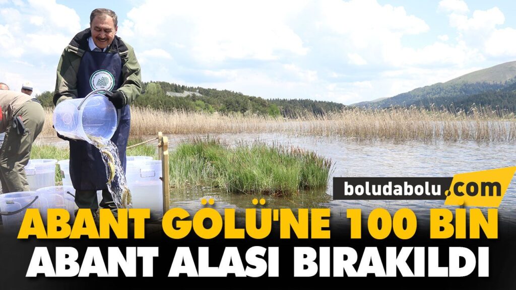 ABANT GÖLÜ’NE 100 BİN ABANT ALASI BIRAKILDI ABANT GÖLÜ’NE 100 BİN ABANT ALASI BIRAKILDI