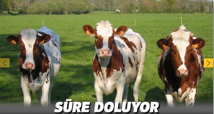 250 Bin Düve Projesi