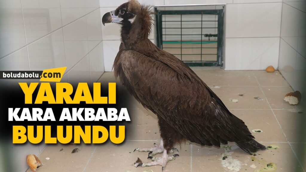 YARALI KARA AKBABA BULUNDU YARALI KARA AKBABA BULUNDU