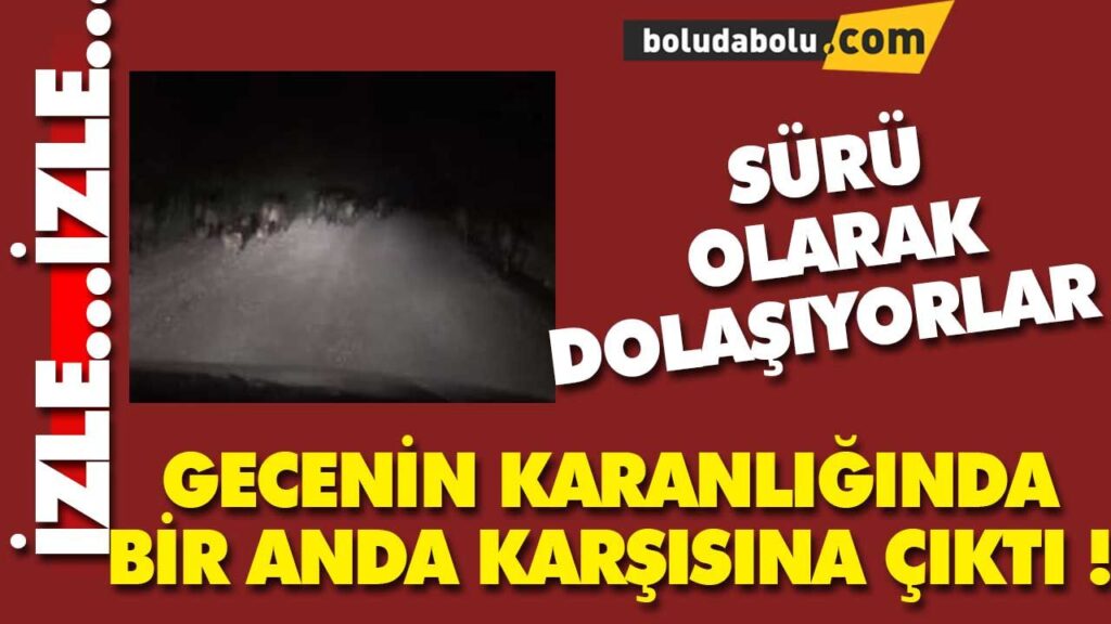 BOLU AT YAYLASINDA GÖRÜNTÜLENDİ BOLU AT YAYLASINDA GÖRÜNTÜLENDİ