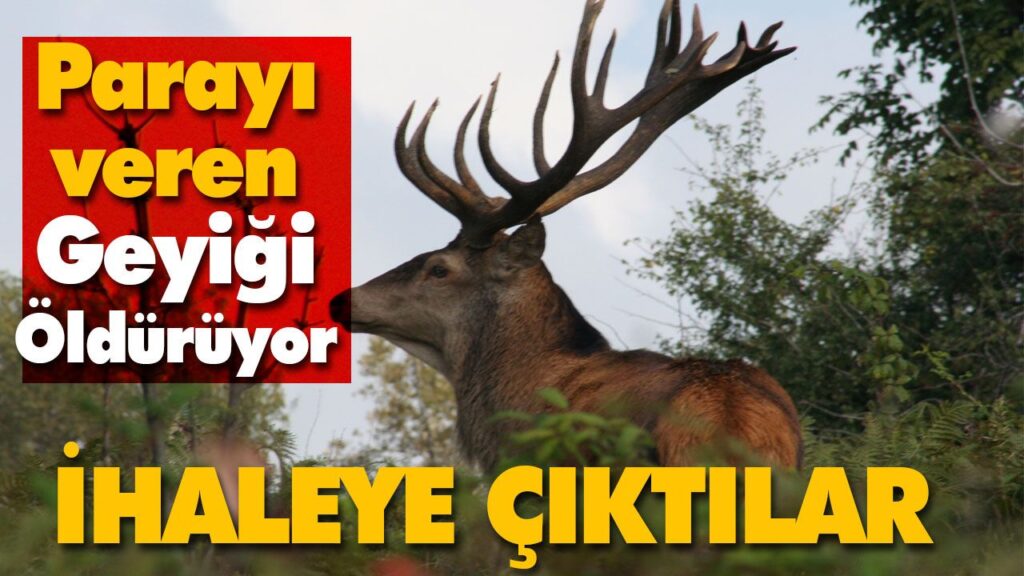 Kızıl geyik avlattırmak için ihaleye çıktılar Kızıl geyik avlattırmak için ihaleye çıktılar