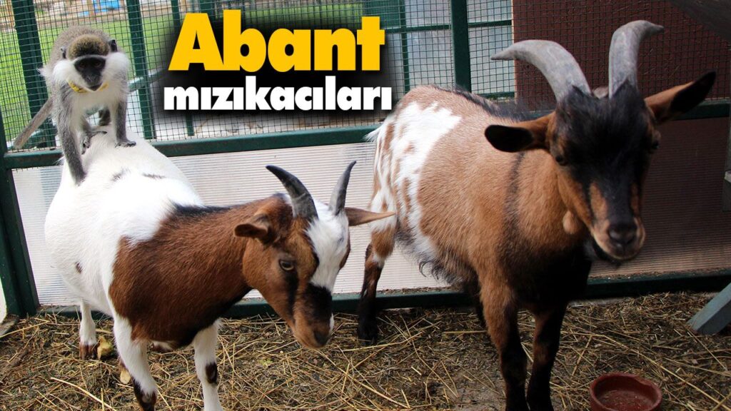 Abant mızıkacıları Abant mızıkacıları
