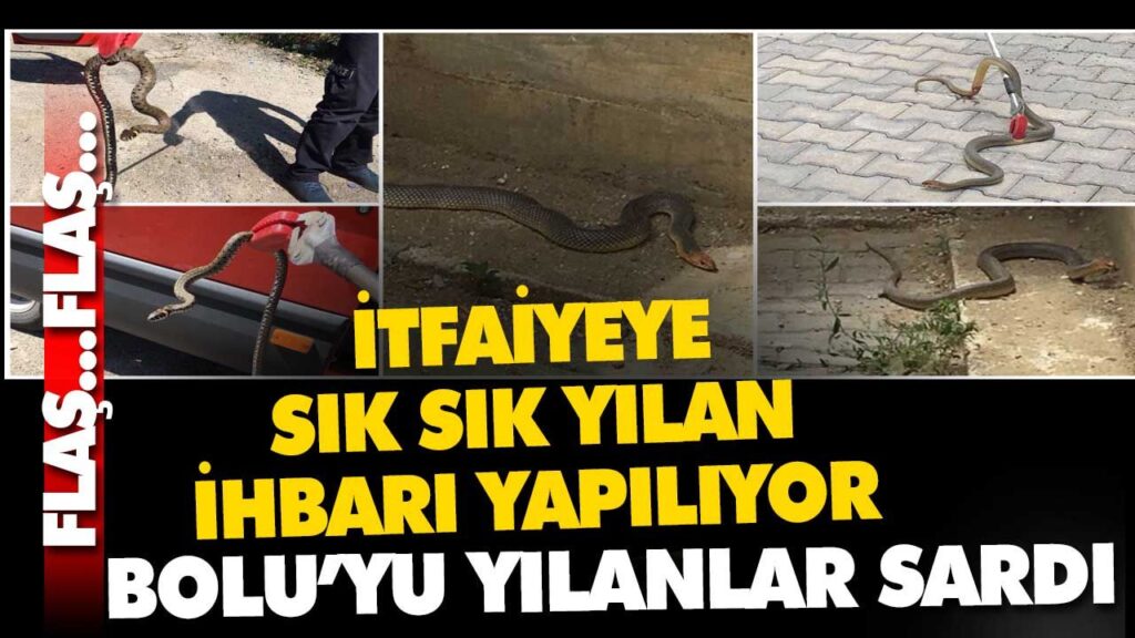 Bolu’yu yılanlar sardı