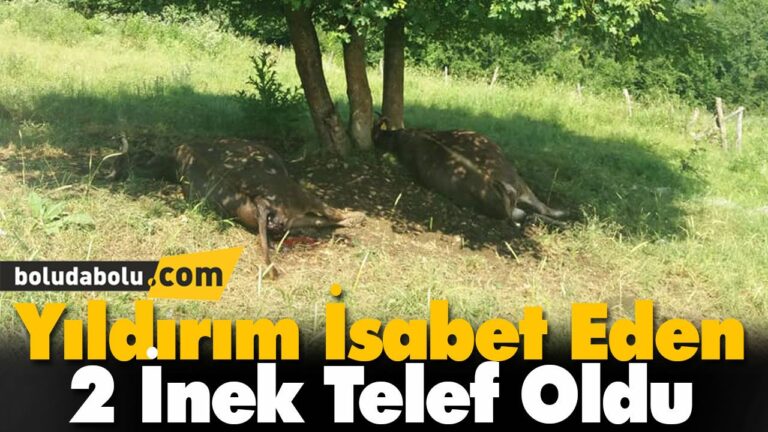 Yıldırım İsabet Eden 2 İnek Telef Oldu