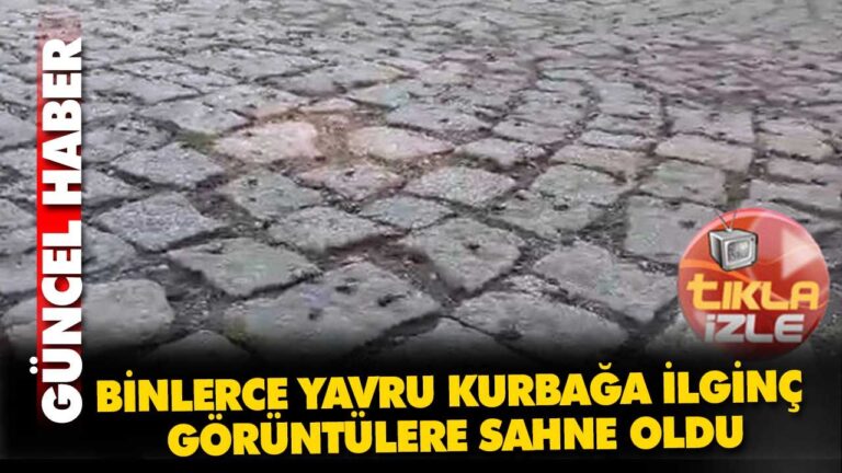 Abant’ta binlerce yavru kurbağa