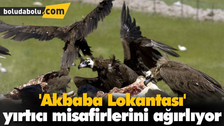 ‘Akbaba Lokantası’ yırtıcı misafirlerini ağırlıyor