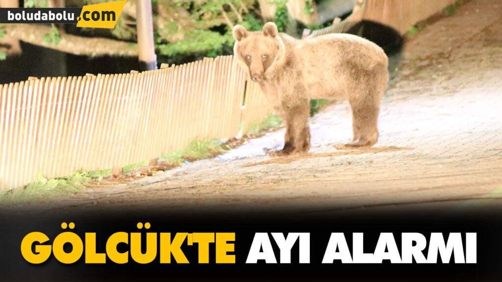 GÖLCÜK’TE AYI ALRMI GÖLCÜK’TE AYI ALRMI