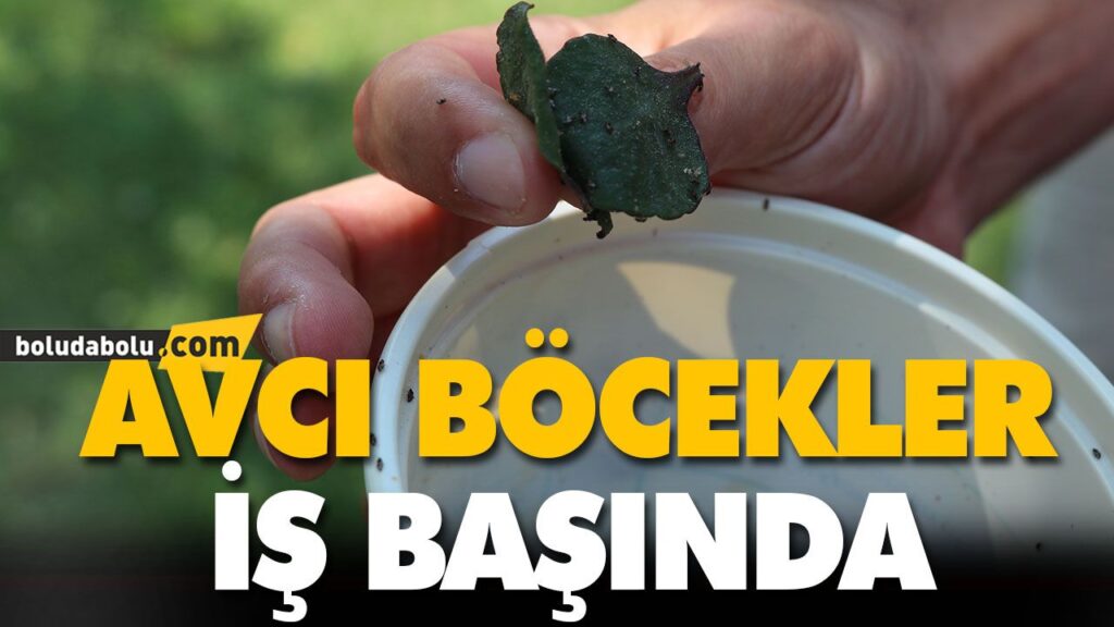 AVCI BÖCEKLER İŞ BAŞINDA AVCI BÖCEKLER İŞ BAŞINDA