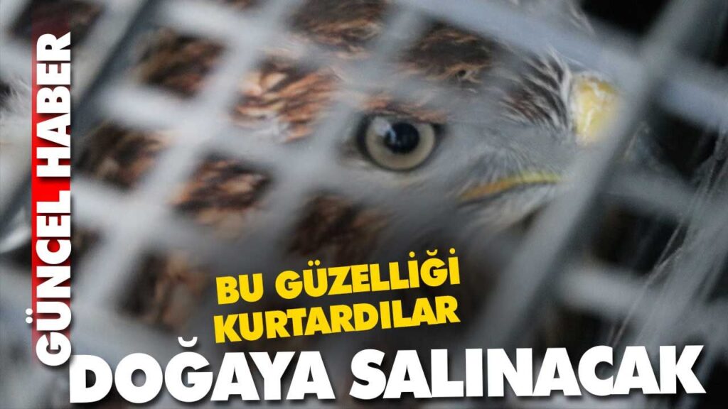 YARALI ŞAHİN BOLU YARALI ŞAHİN BOLU