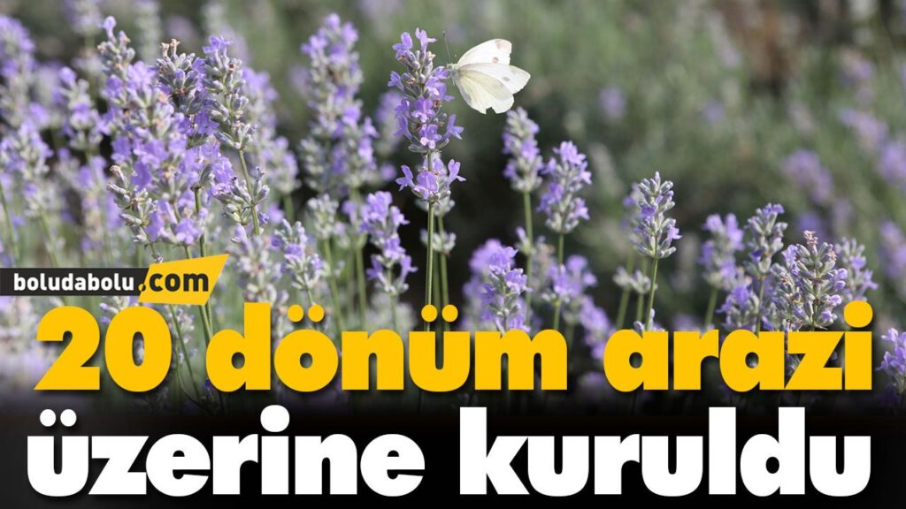 20 dönüm arazi üzerine kuruldu