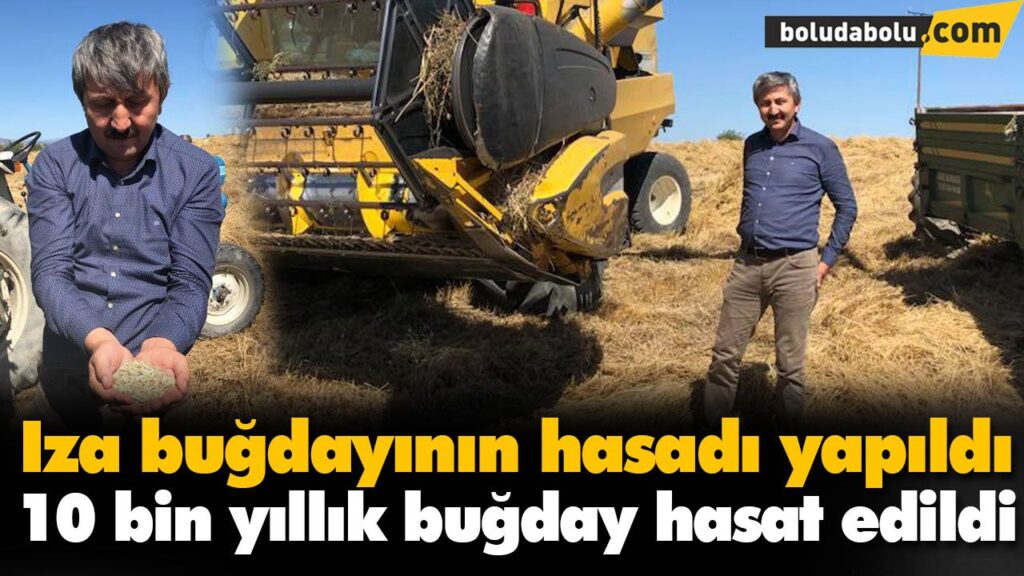 10 bin yıllık buğday hasat edildi 10 bin yıllık buğday hasat edildi