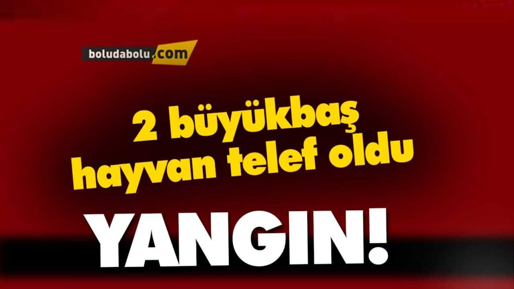 2 büyükbaş hayvan telef oldu BOLU 2 büyükbaş hayvan telef oldu BOLU