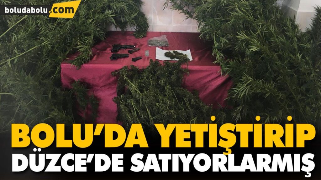 BOLU’DA YETİŞTİRİP DÜZCE’DE SATIYORLARMIŞ BOLU’DA YETİŞTİRİP DÜZCE’DE SATIYORLARMIŞ