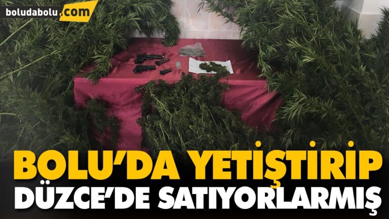 BOLU’DA YETİŞTİRİP DÜZCE’DE SATIYORLARMIŞ