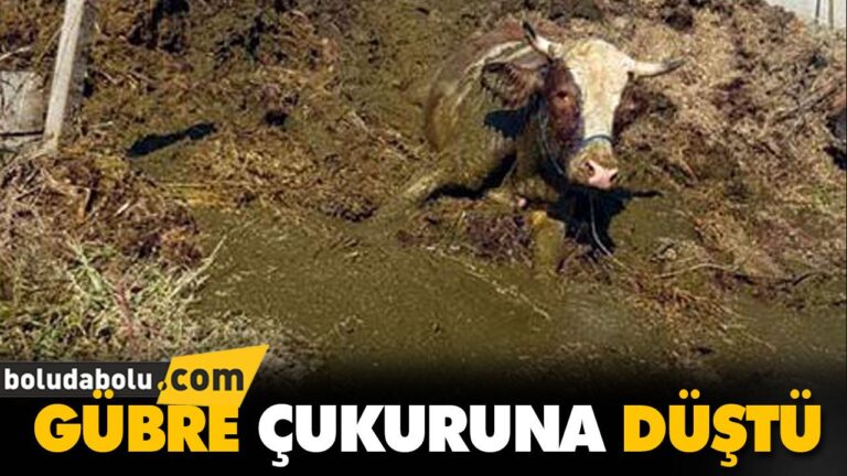 GÜBRE ÇUKURUNA DÜŞTÜ