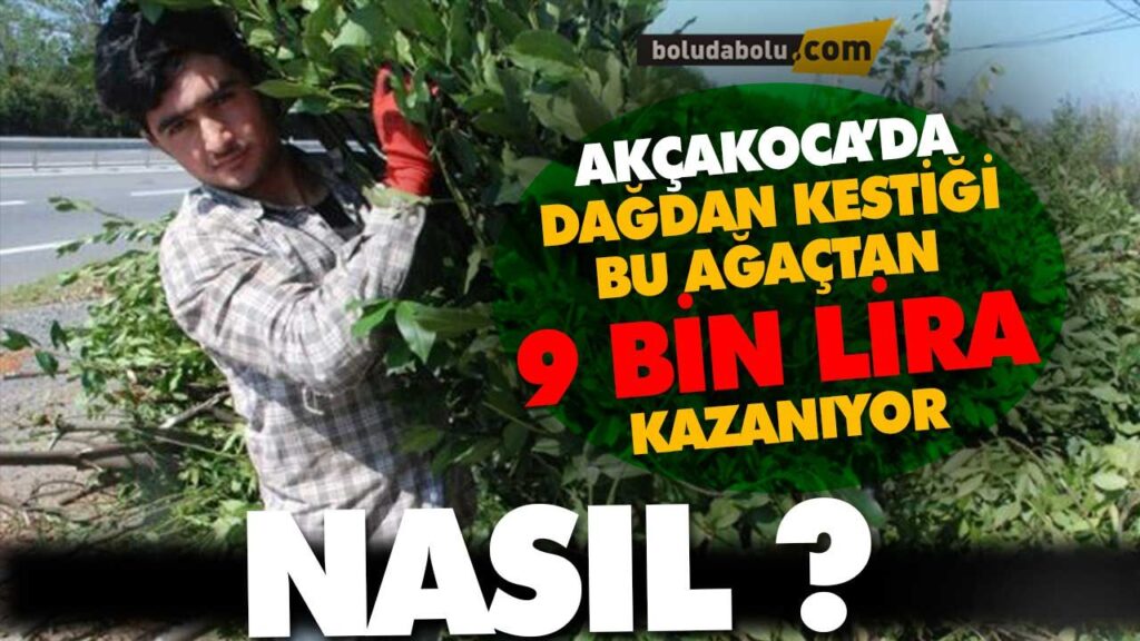 Defne yaprağından 9 bin lira kazanıyor Defne yaprağından 9 bin lira kazanıyor