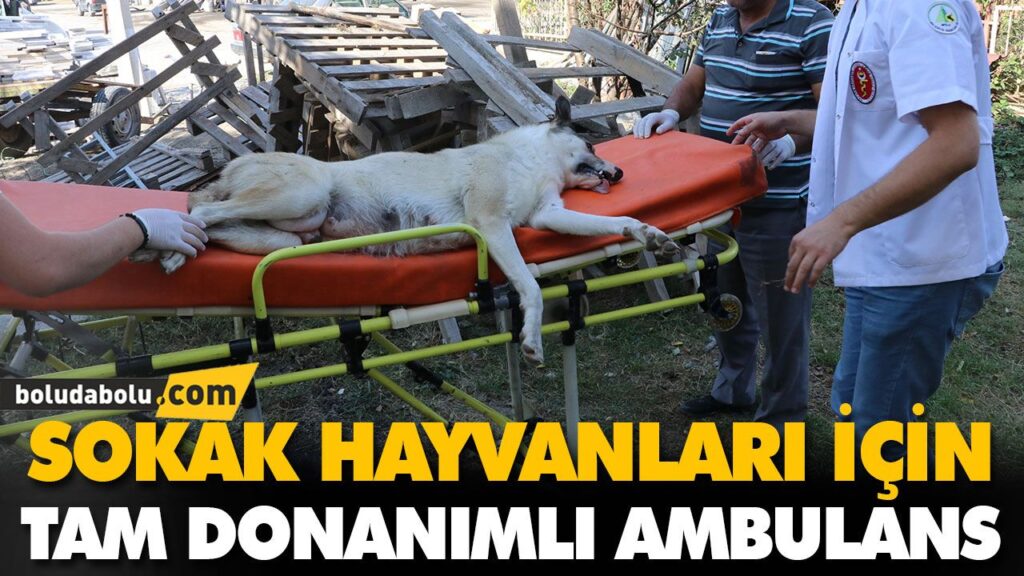 SOKAK HAYVANLARI İÇİN TAM DONANIMLI AMBULANS SOKAK HAYVANLARI İÇİN TAM DONANIMLI AMBULANS