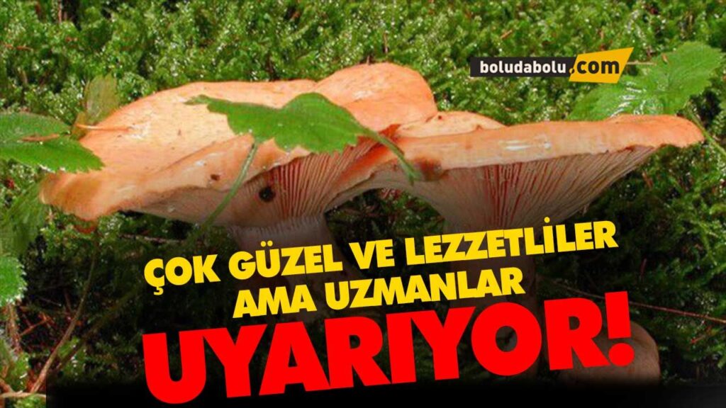 Mantar toplarken dikkat edin Mantar toplarken dikkat edin