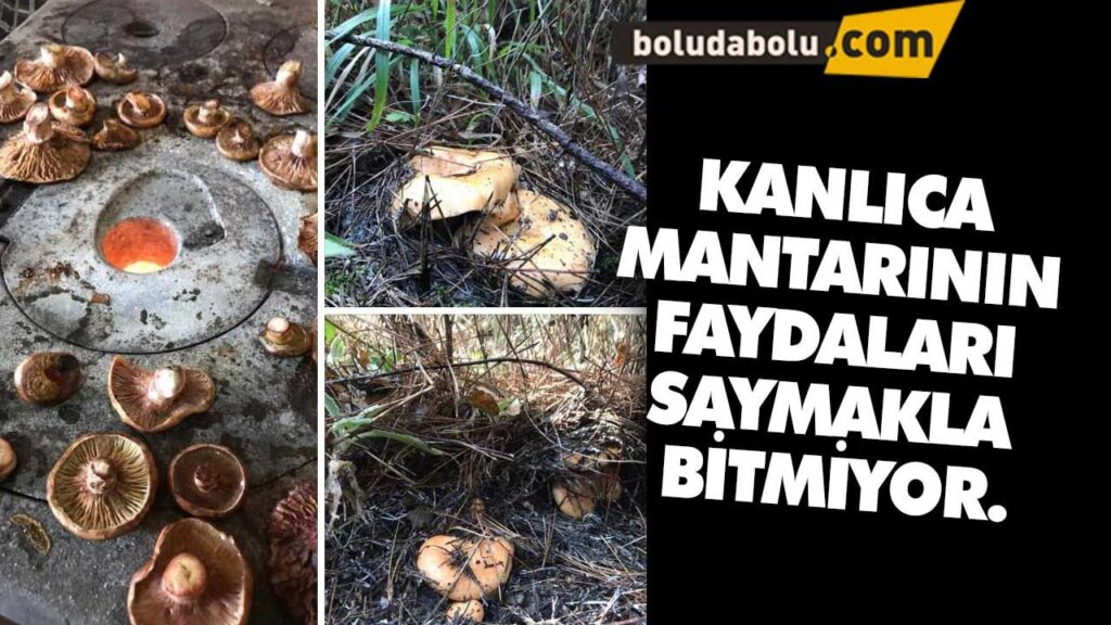 Kanlıca mantarı neye iyi geliyor ? Kanlıca mantarı neye iyi geliyor ?
