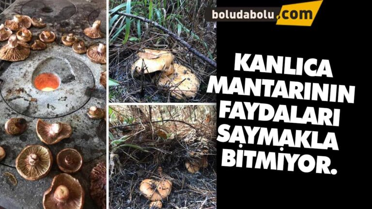 Kanlıca mantarı neye iyi geliyor ?