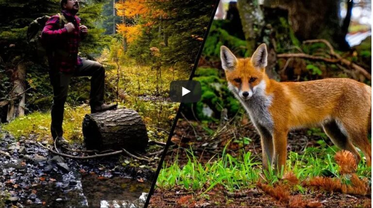 BOLU’DA KAMP YAPARKEN TİLKİ İLE KARŞILAŞTILAR